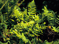 Hardy Fern Polystichum rigens